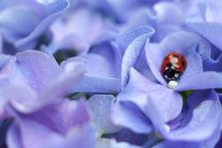 Tumore al seno: impatto su maternità e ruolo sociale